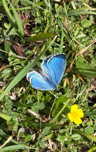 Adonis Blue