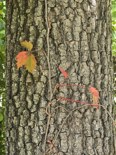 Virginia creeper