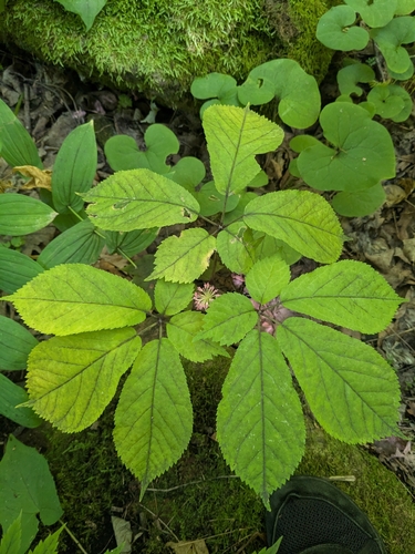 Panax quinquefolius, photograph 6