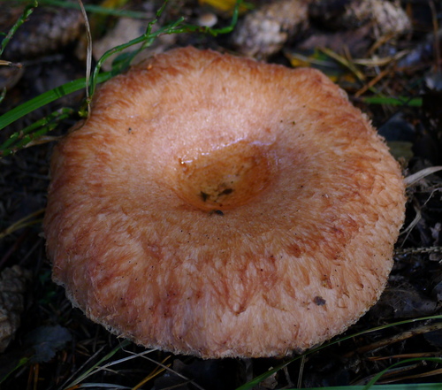 Woolly Milkcap