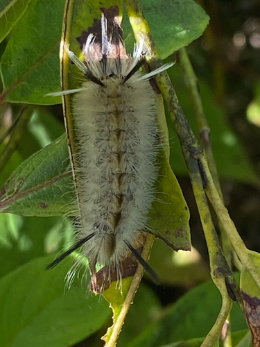 Banded Tussock Moth