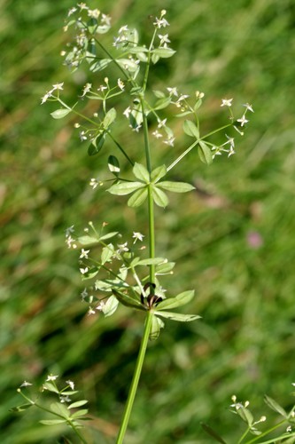 Statusis lipikas nuotrauka