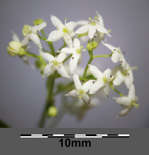 Statusis lipikas nuotrauka