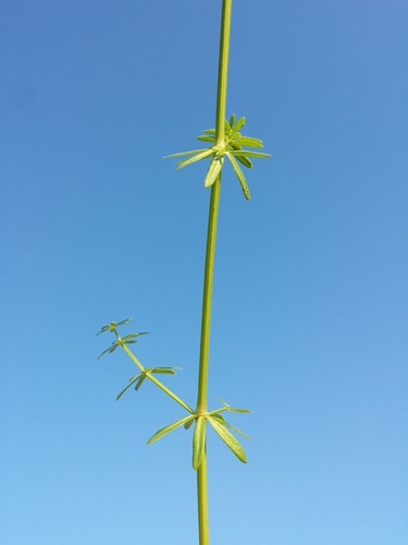 Statusis lipikas nuotrauka