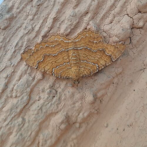 Yellow Shell Moth