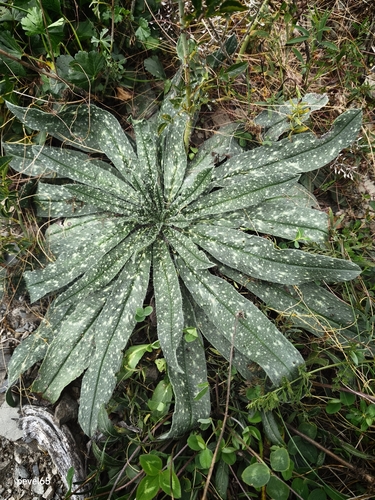 Viper's bugloss