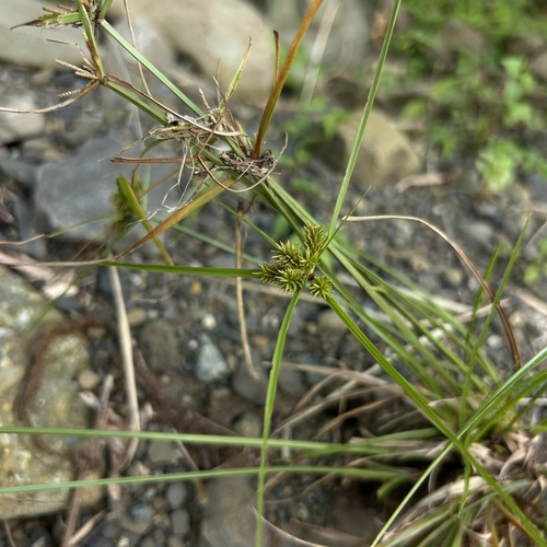 Cyperus cyperinus observed 2026-09-22