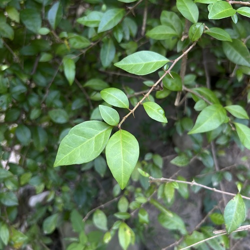 Pisonia aculeata observed 2026-09-22
