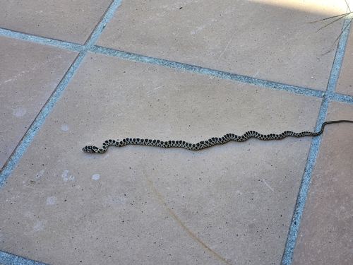 Horseshoe Whip Snake