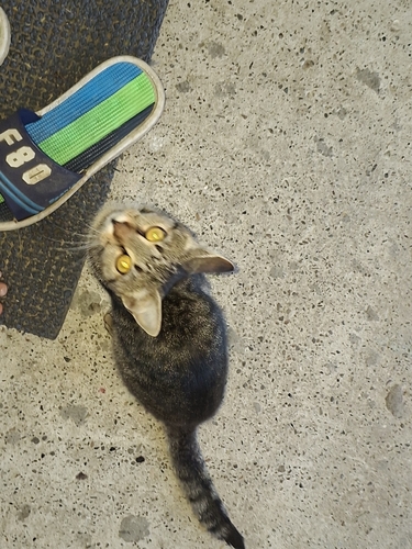 Domestic Cat