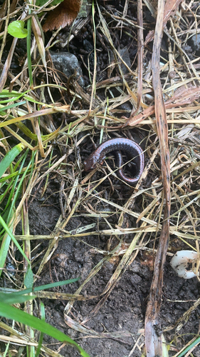 Eastern Red-backed Salamander