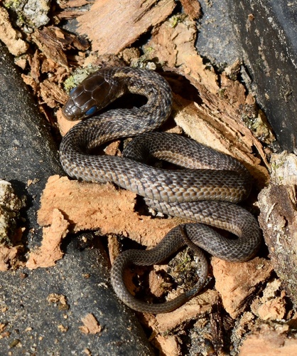 Common Garter Snake