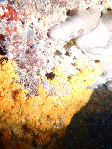 Yellow Cluster Anemone