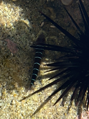 Nineline Goby
