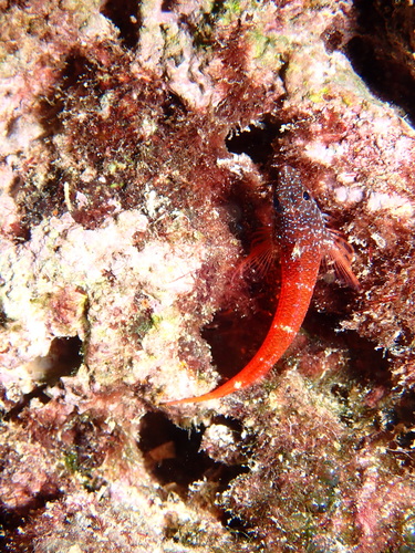 Small Triplefin Blenny