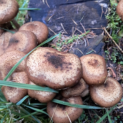 Honey Mushroom