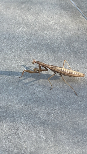 European Mantis