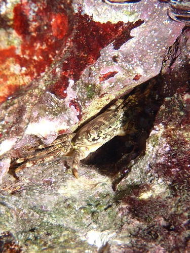 Marbled Crab