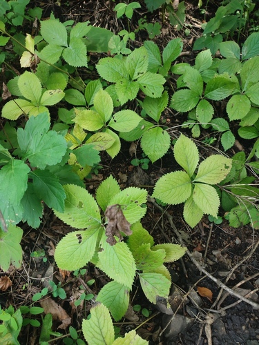 Chloranthus japonicus observed 2026-08-25