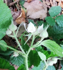 Rubus fruticosus