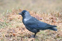 Corvus monedula