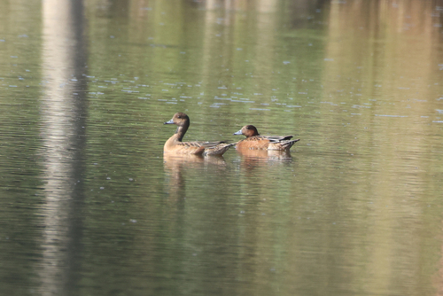 Eurasian Wigeon