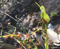 Pterostylis barbata