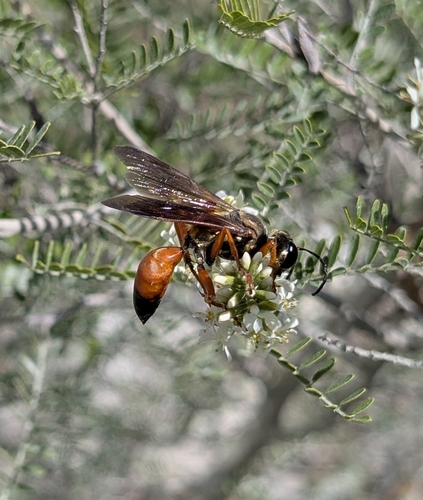 Great Golden Digger Wasp
