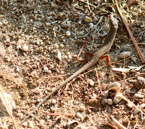 Large Psammodromus