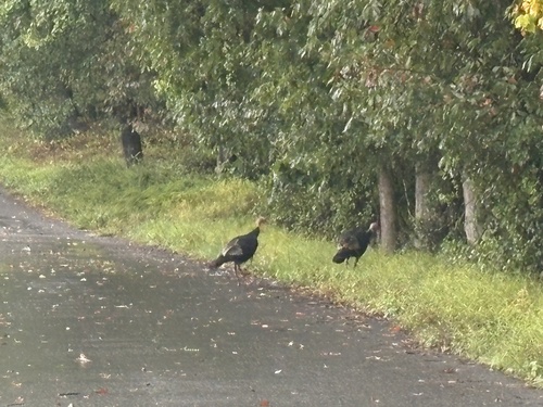 Wild Turkey