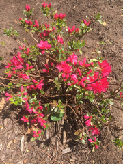 Rhododendron pulchrum phoeniceum