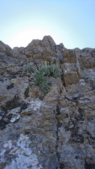 Helichrysum orientale