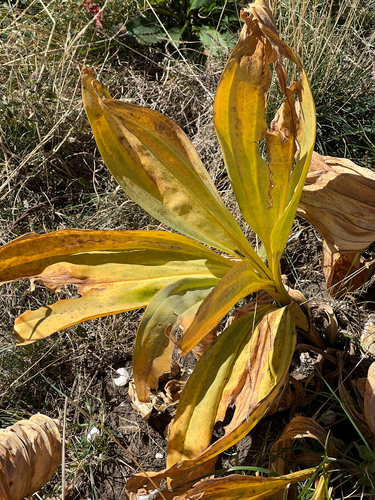 Great Yellow Gentian