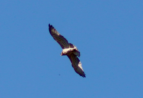 Short-toed Snake-Eagle