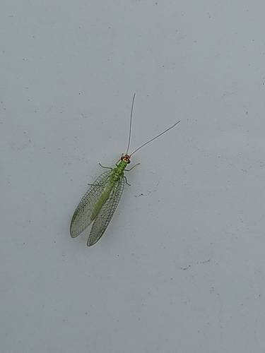 Chrysopa oculata