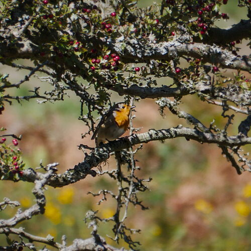 European Robin