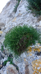 Asperula
