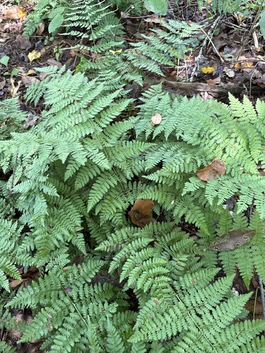 intermediate wood fern