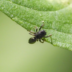 Heliophanus flavipes
