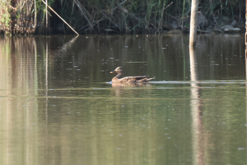Mallard