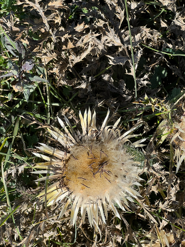Silver Thistle