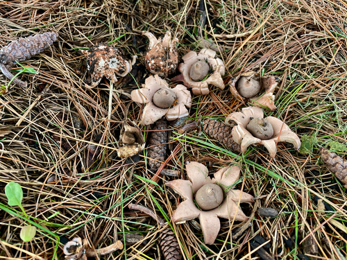 Geastrum morganii