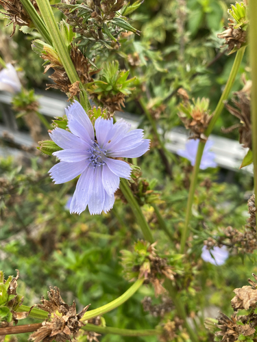 chicory