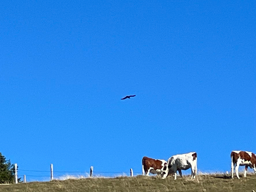 Common Raven
