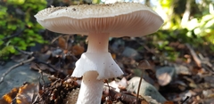 Amanita australis