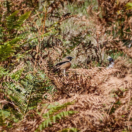European Stonechat