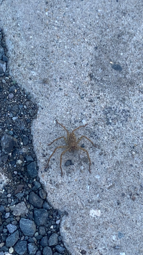 Pantropical Huntsman Spider