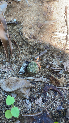 Caribbean Land Hermit Crab
