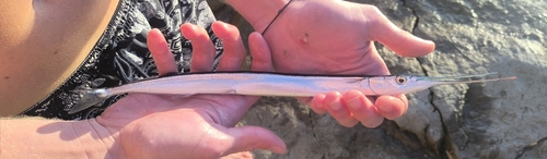 Garfish
