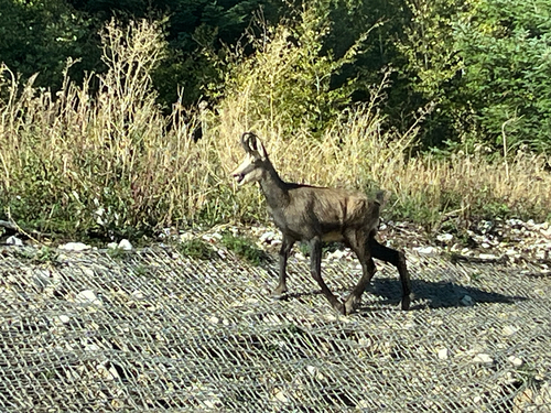 Northern Chamois